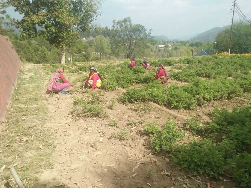 Geranium plantation, CIMAP center, Purara, Uttarakhad