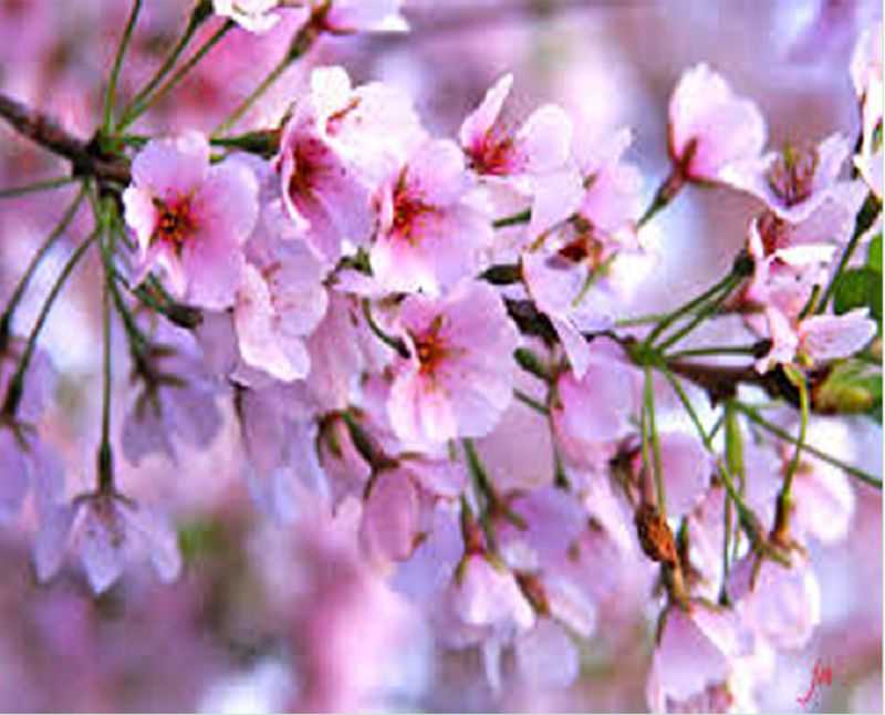 India International Cherry Blossom Festival 2017, 8TH to 11TH November