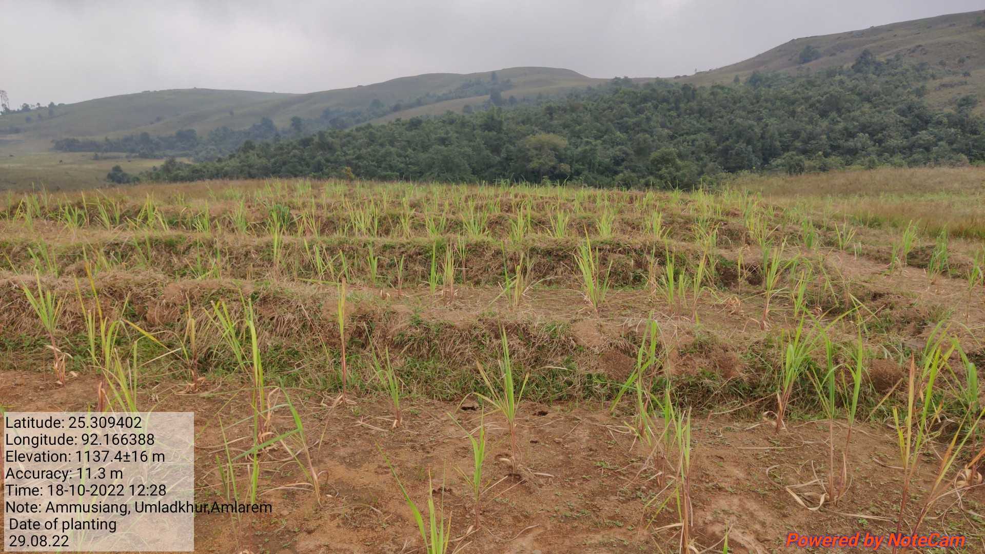 Lemon grass plantation at umladkhur