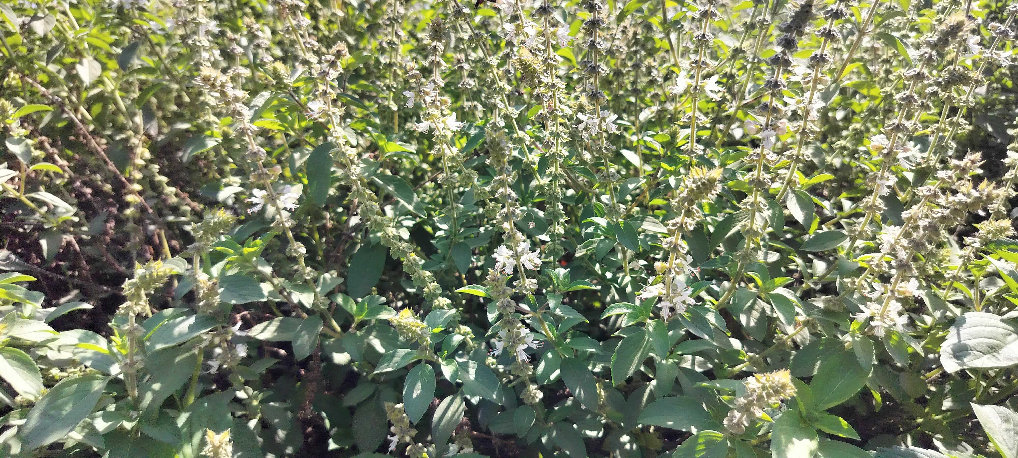 Basil plant