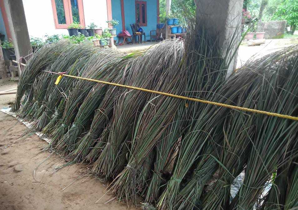 Lemon grass