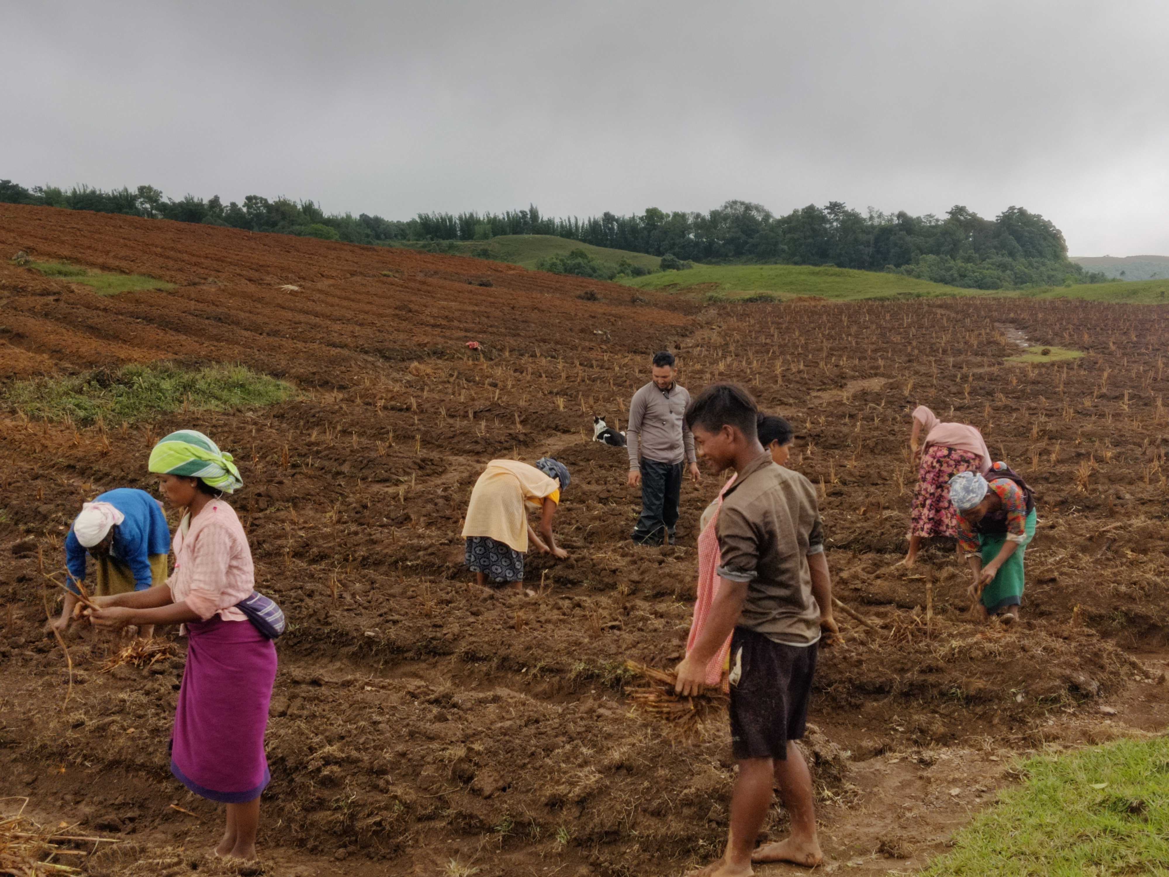 Citronella plantation at Lumkhen, East Jaintia