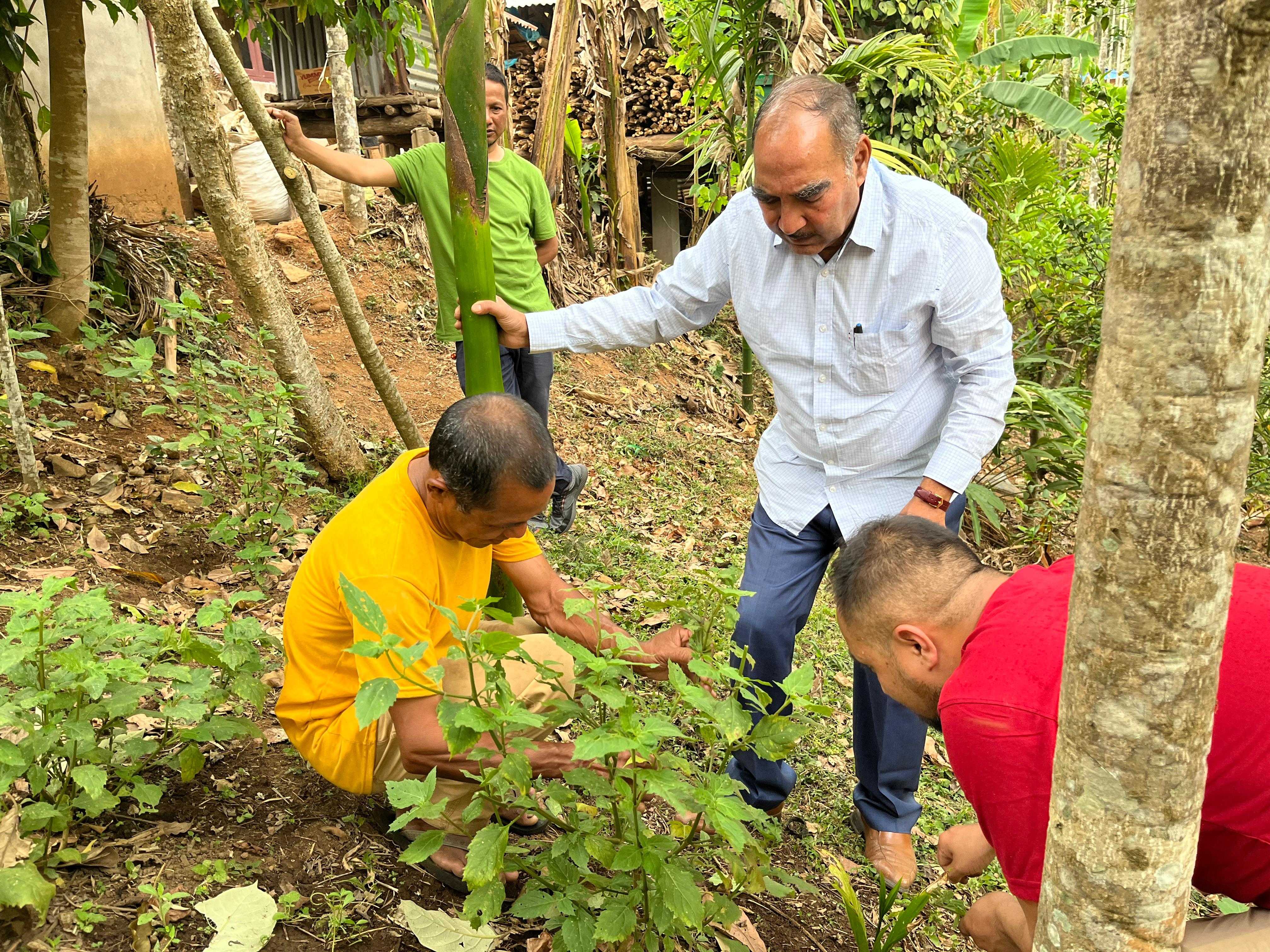 Patchauli Plantation
