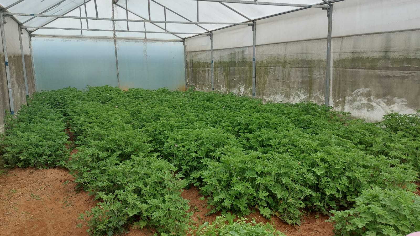 Geranium nursery at Mawreng Iaiminot SHG