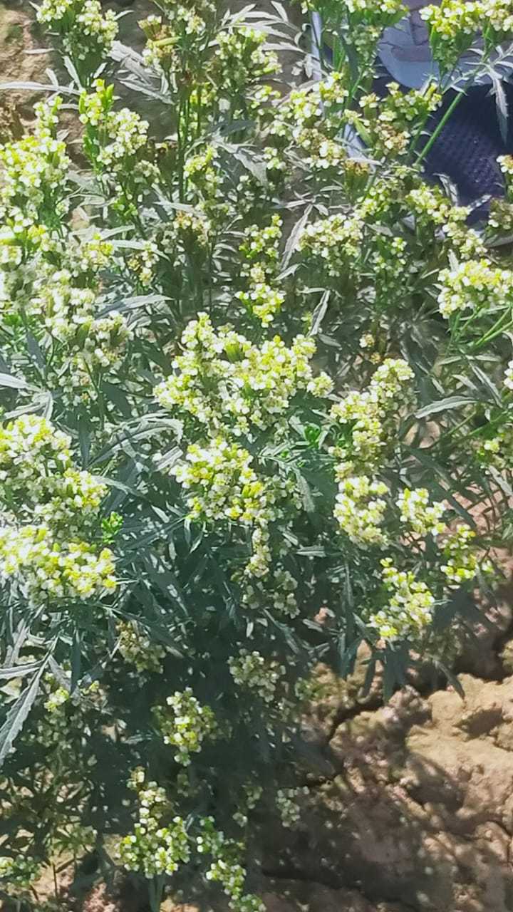 Tagetes minuta