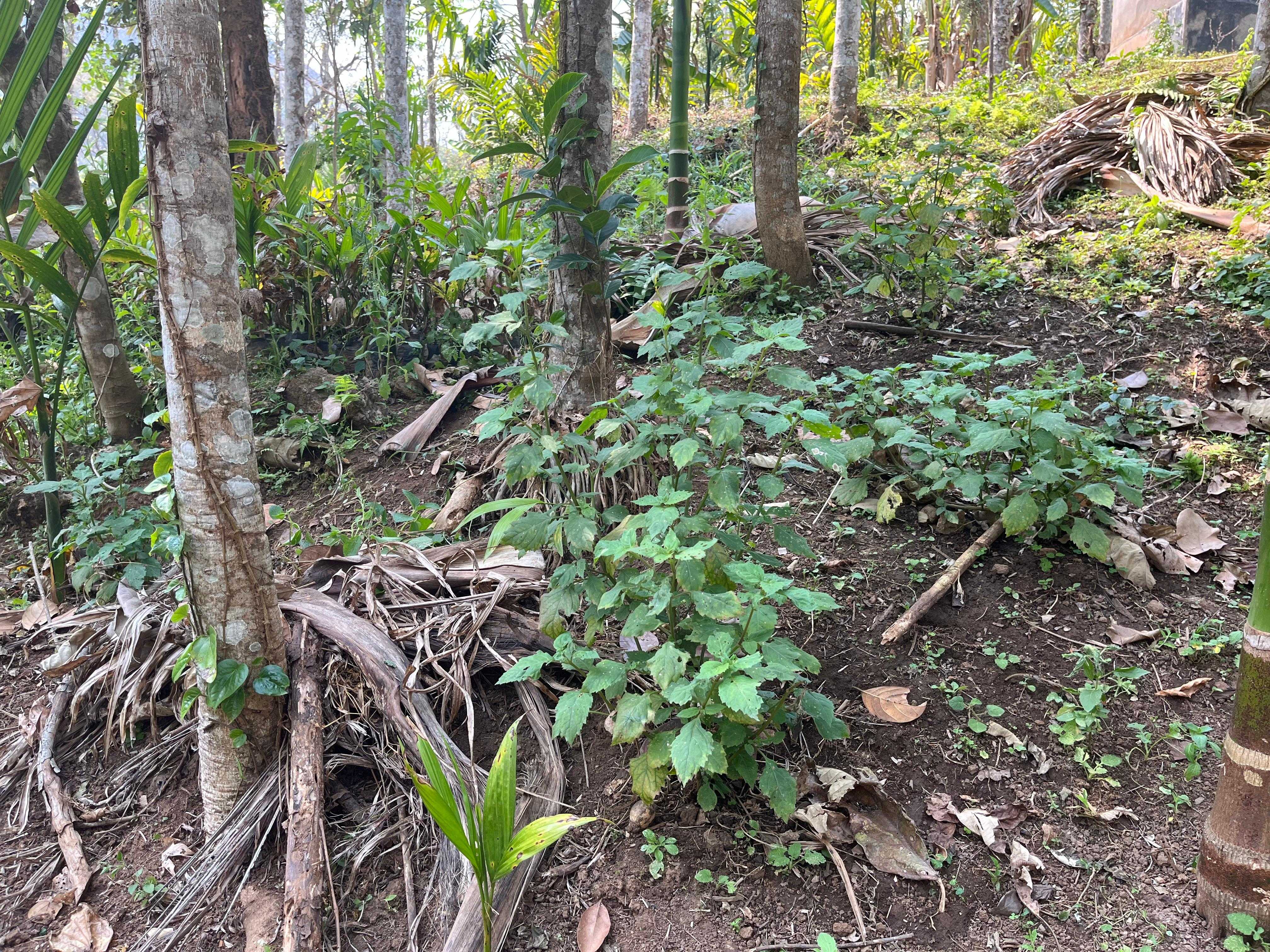 Patchauli