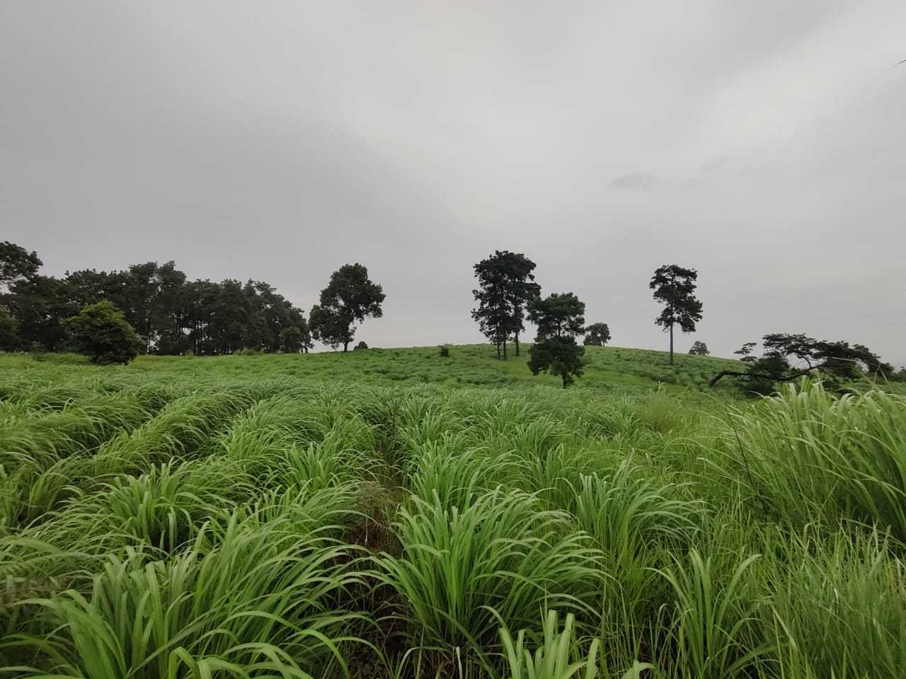 Citronella plantation