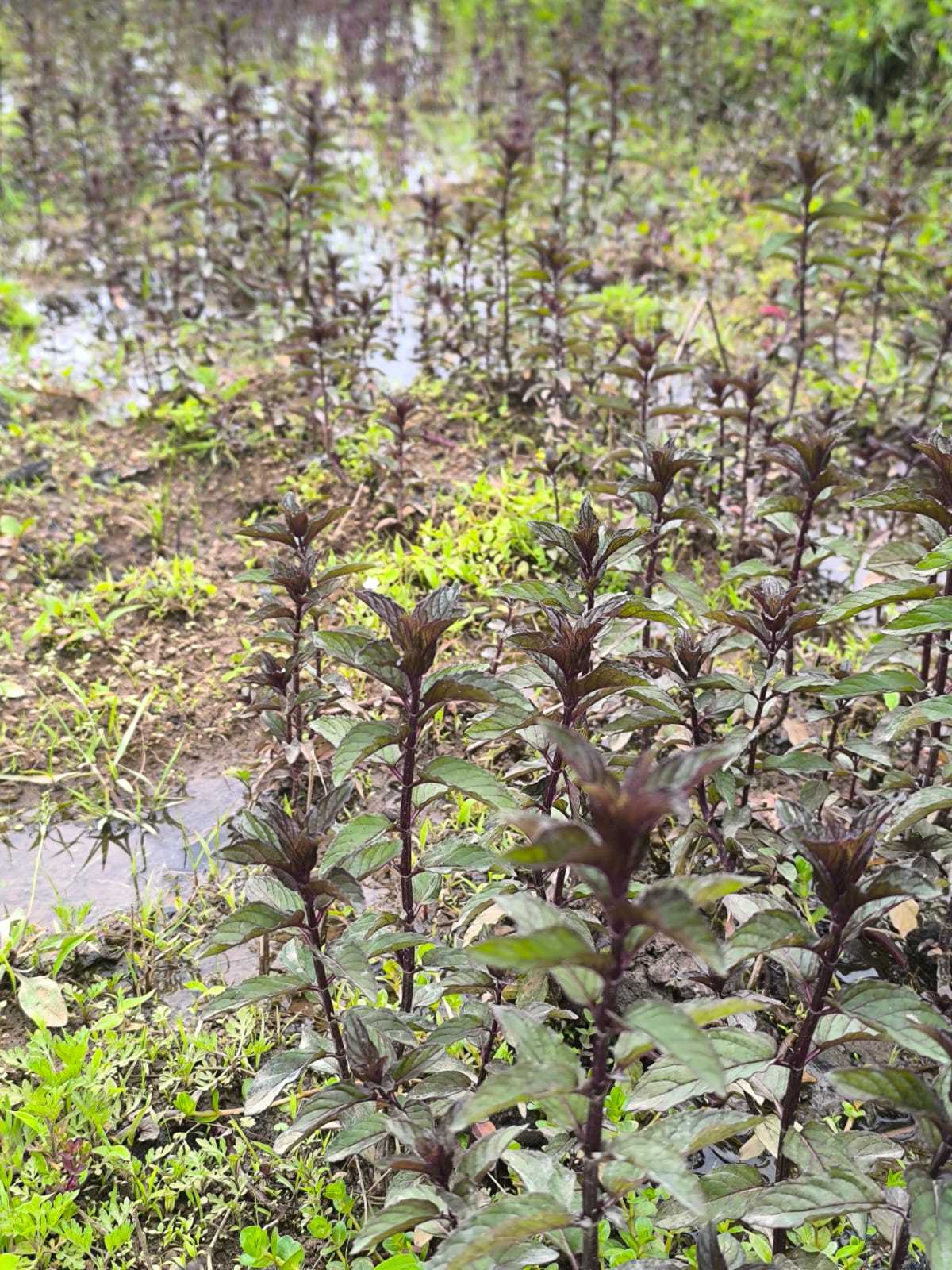 Mentha cultivation at Pyndenglitha.
