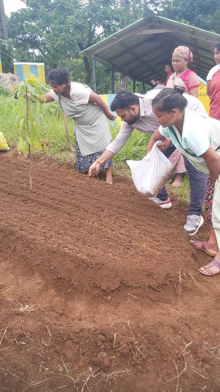 Bed preparation of basil