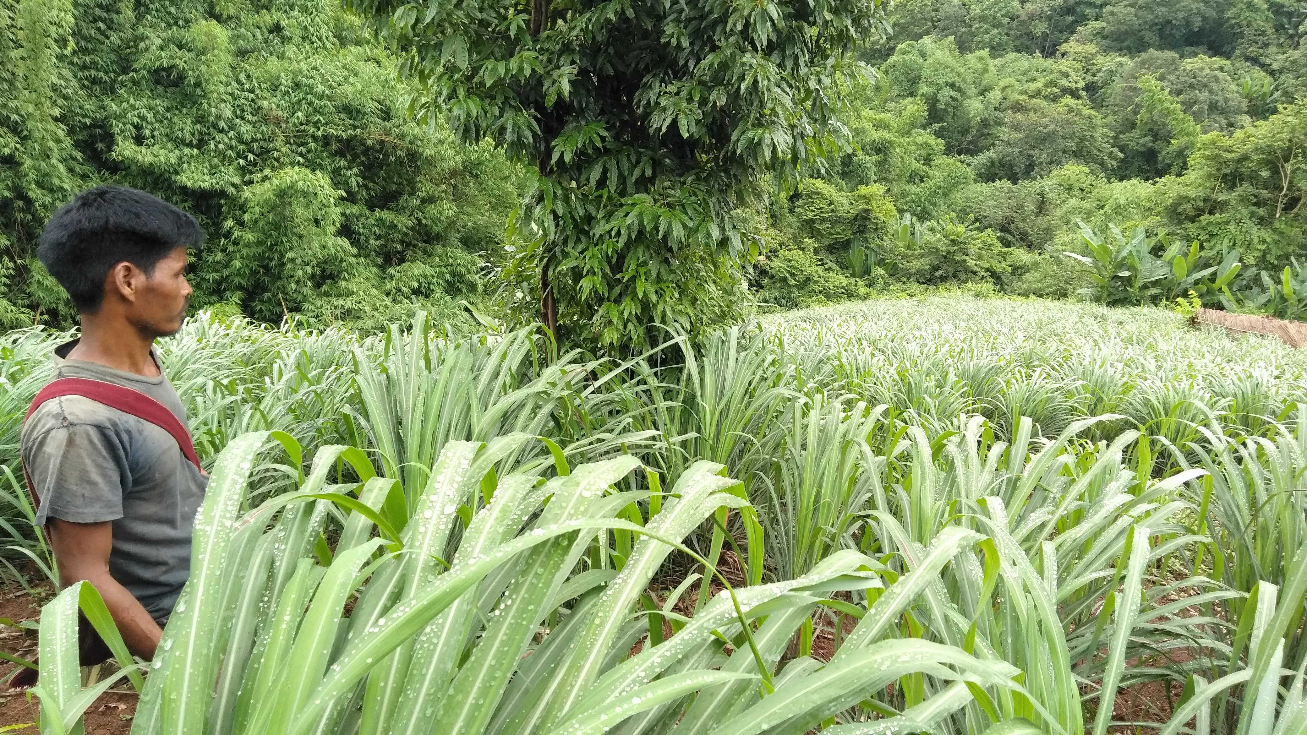 Citonella plantation