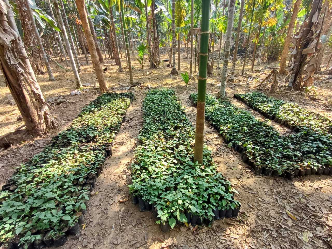 Patchouli Nursery, NGH, Chore Pahar, Resulbelpara