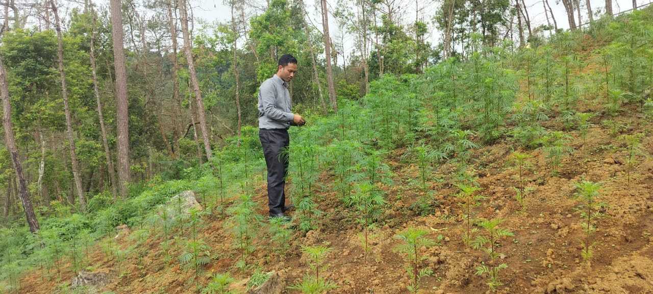 Tagetes minuta at Rikhen, EWKH
