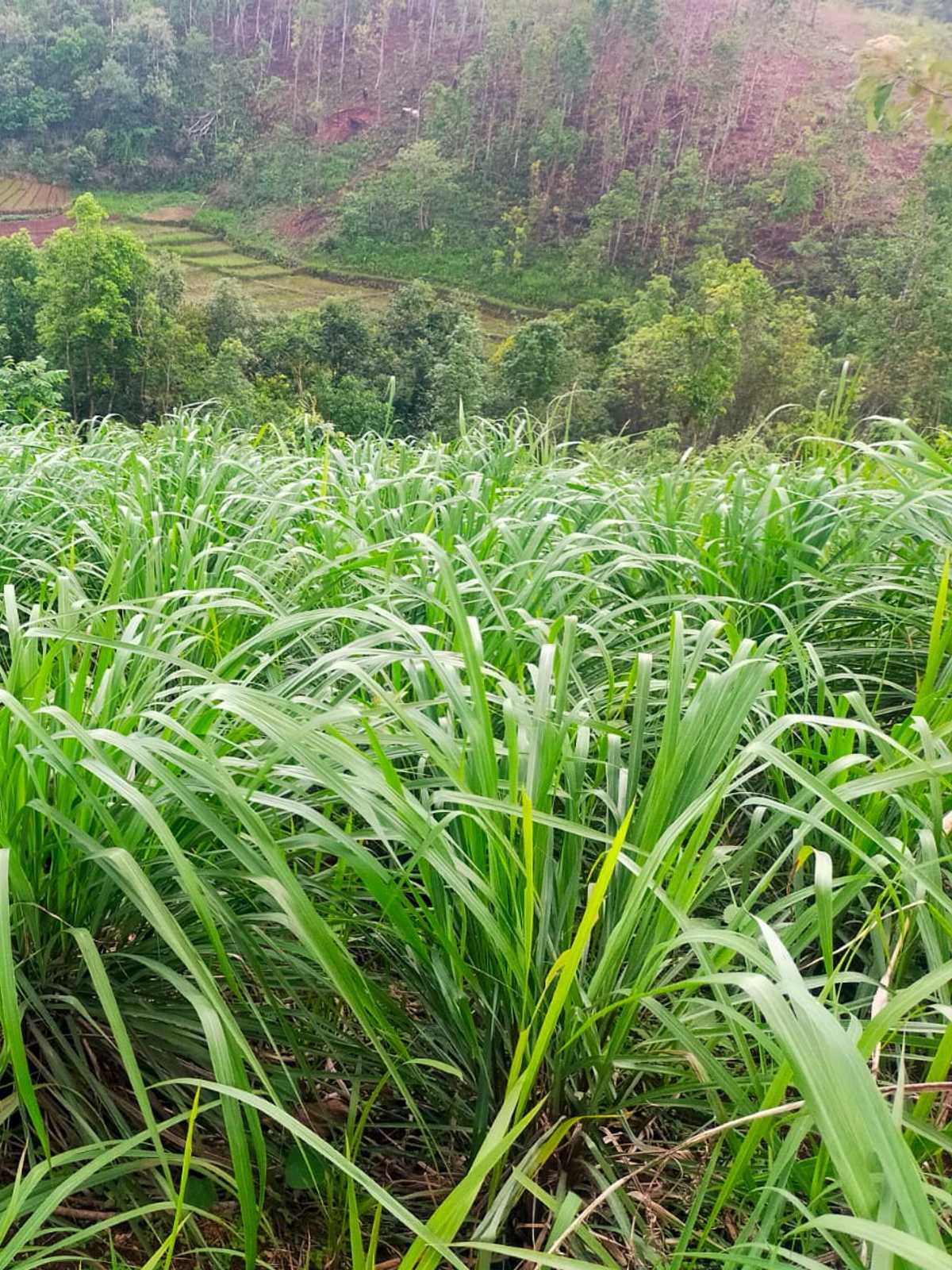 Palmarosa grass
